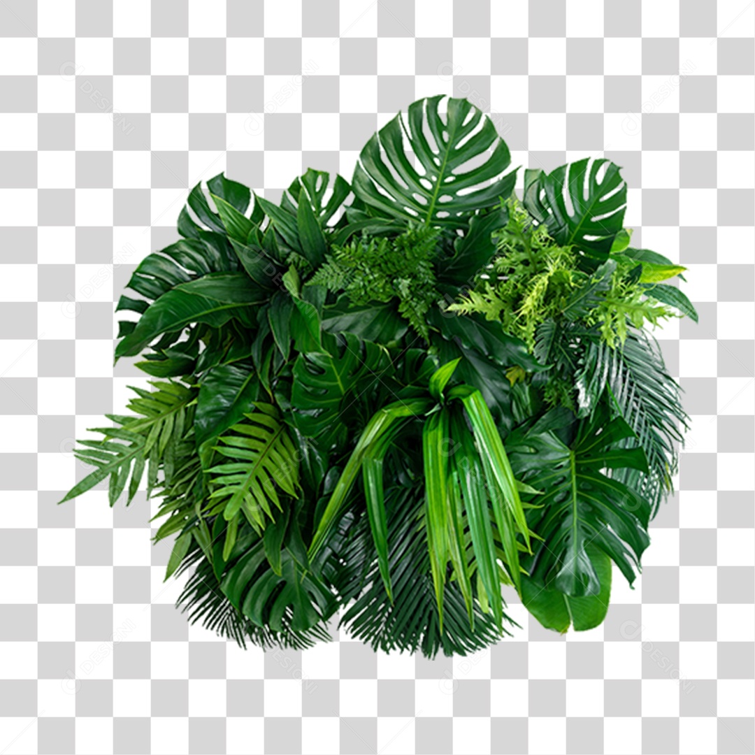 Folhas Verdes Árvores PNG Transparente