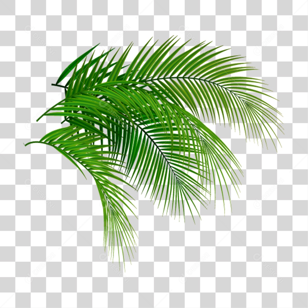 Folhas Verdes Árvores PNG Transparente