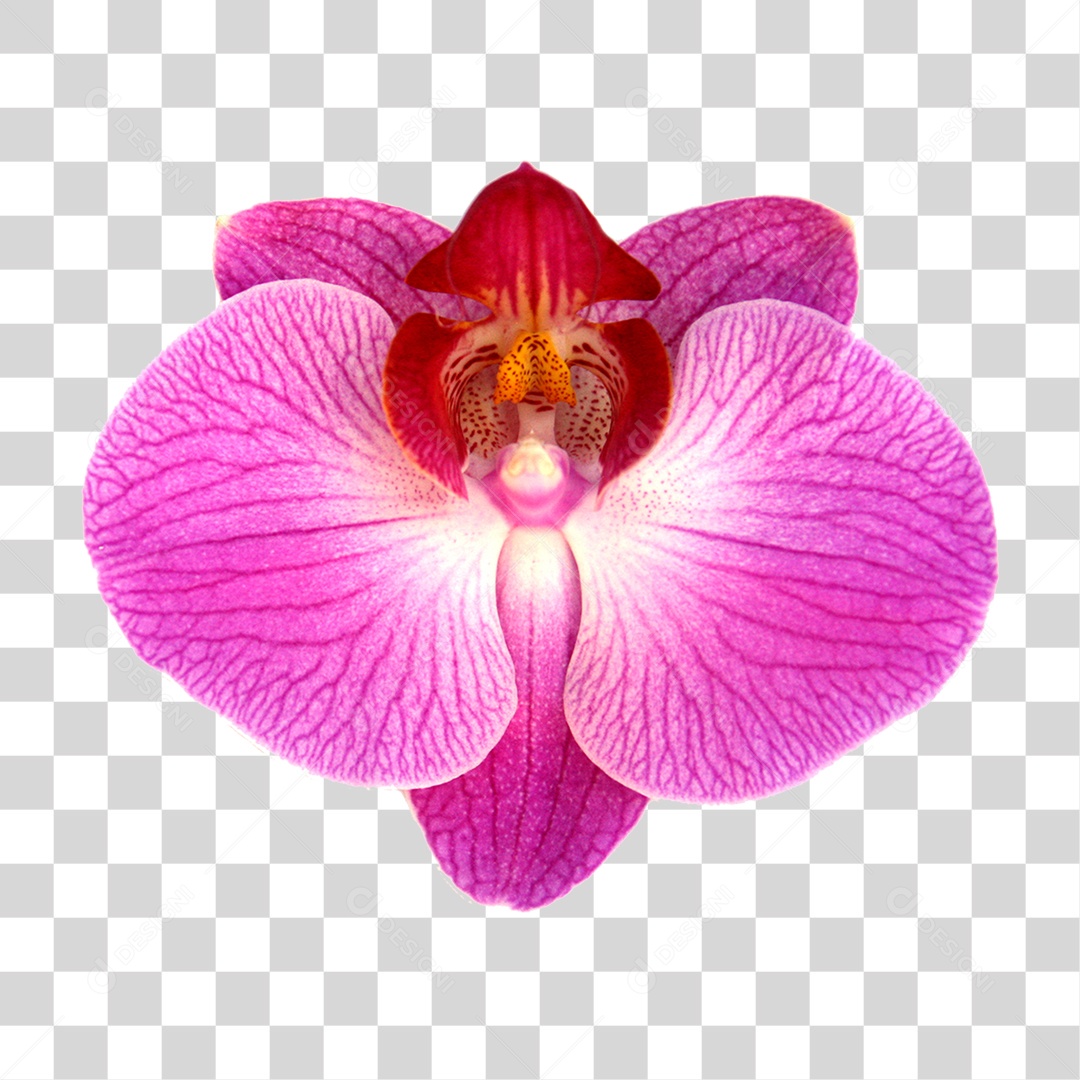 Flor de Orquídea PNG Transparente