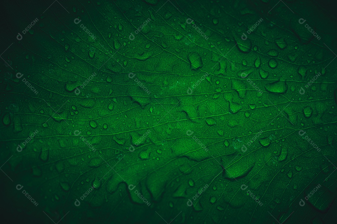 Gotas de água macro nas folhas amam o meio ambiente