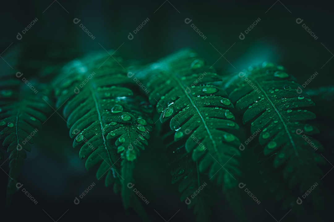 Gotas de água macro nas folhas amam o meio ambiente