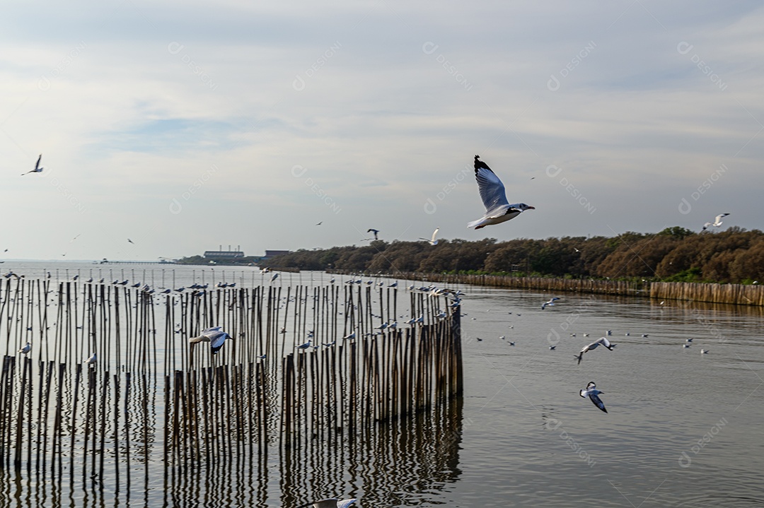 Aves, gaivotas, voando, acomodação, resorts, Bang Pu, Samut Prakan, Tailândia