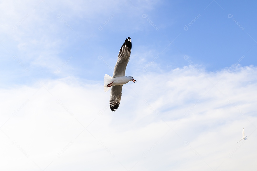 Aves, gaivotas, voando, acomodação, resorts, Bang Pu, Samut Prakan, Tailândia