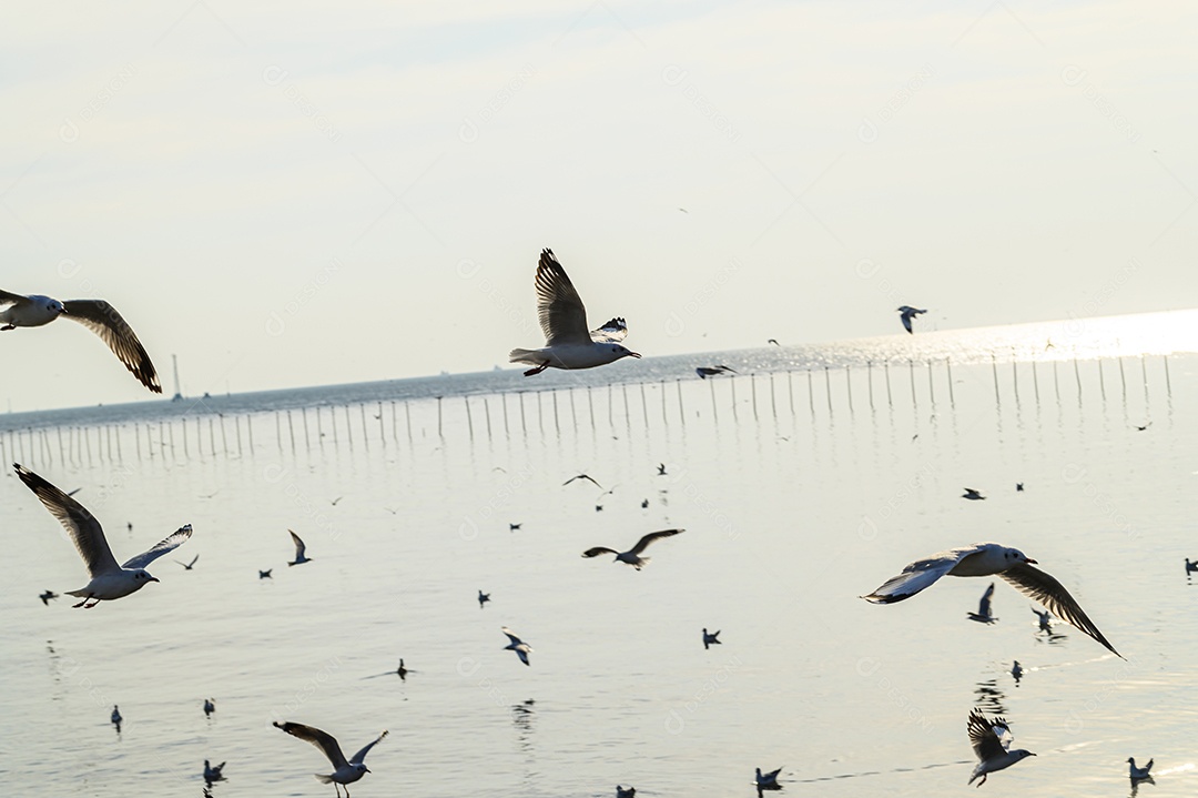 Aves, gaivotas, voando, acomodação, resorts, Bang Pu, Samut Prakan, Tailândia