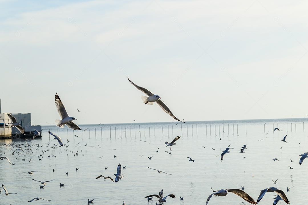 Aves, gaivotas, voando, acomodação, resorts, Bang Pu, Samut Prakan, Tailândia
