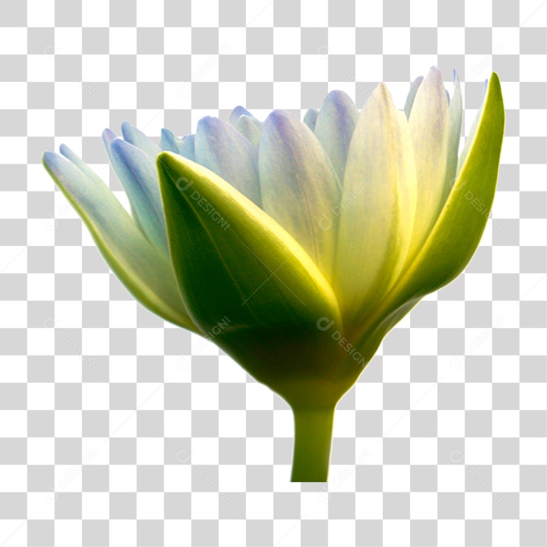 Flor de Lotus PNG Transparente