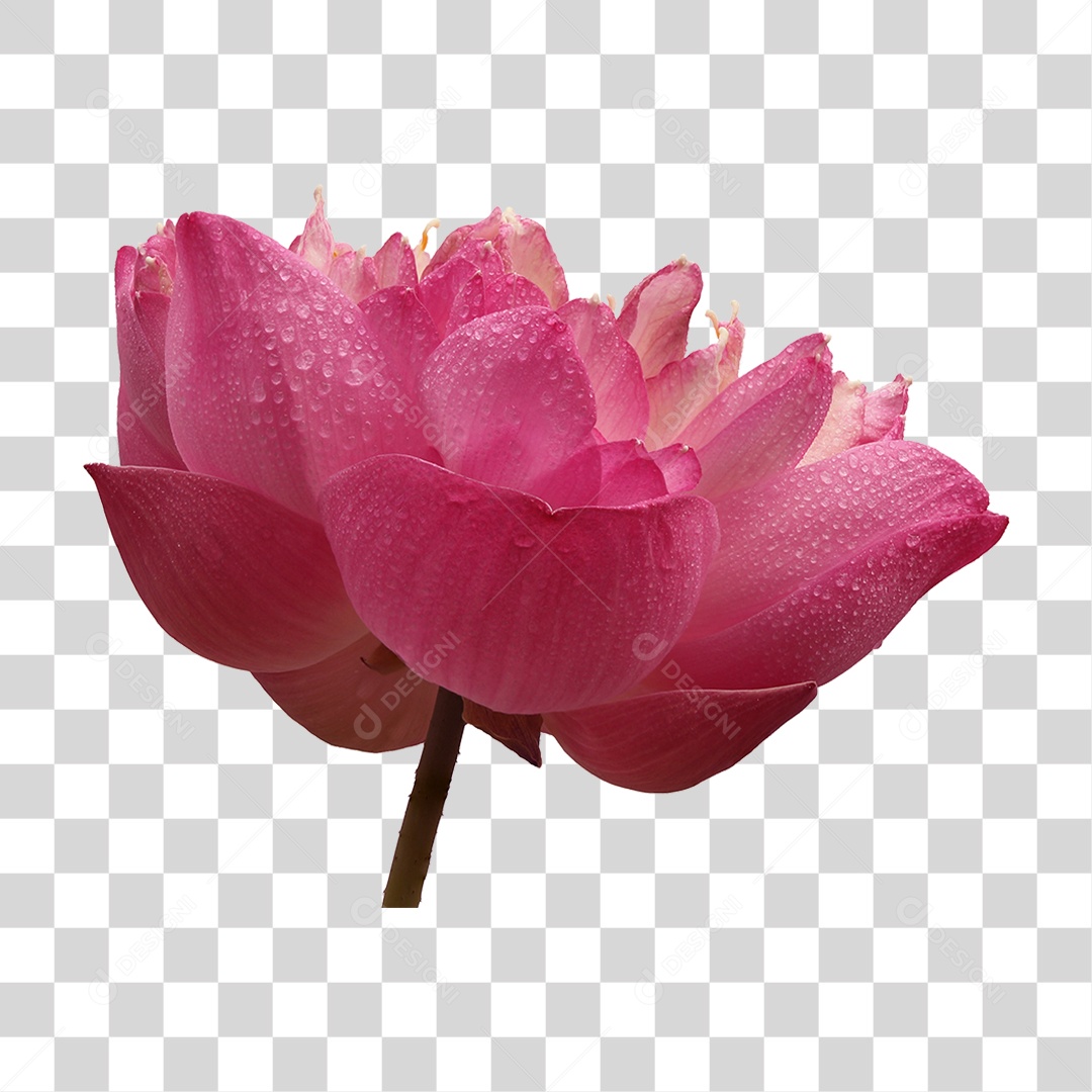 Flor de Lotus PNG Transparente