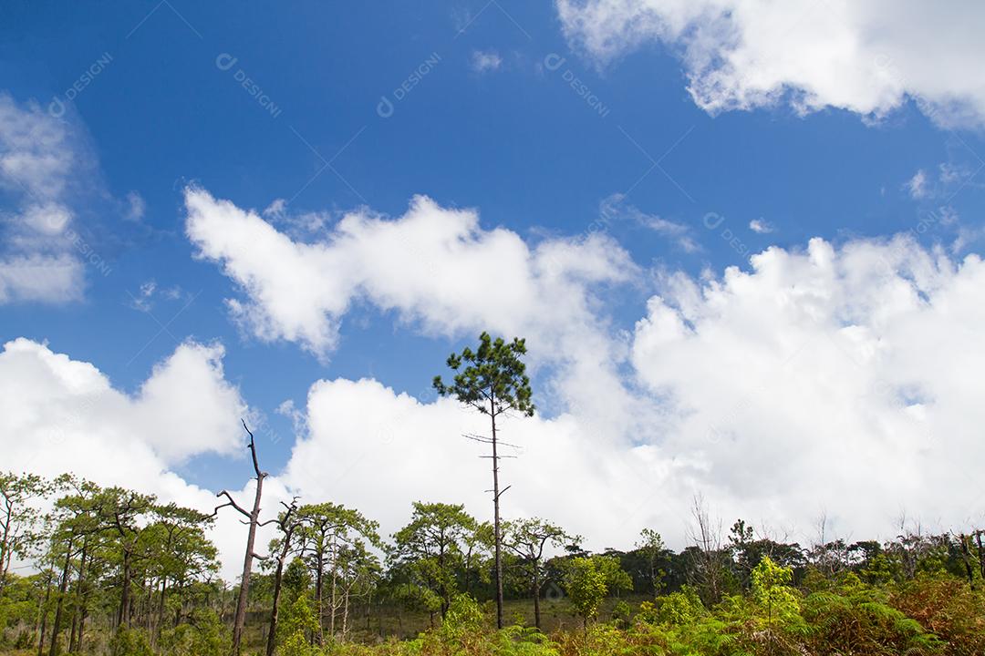 floresta em dia ensolarado e céu azul