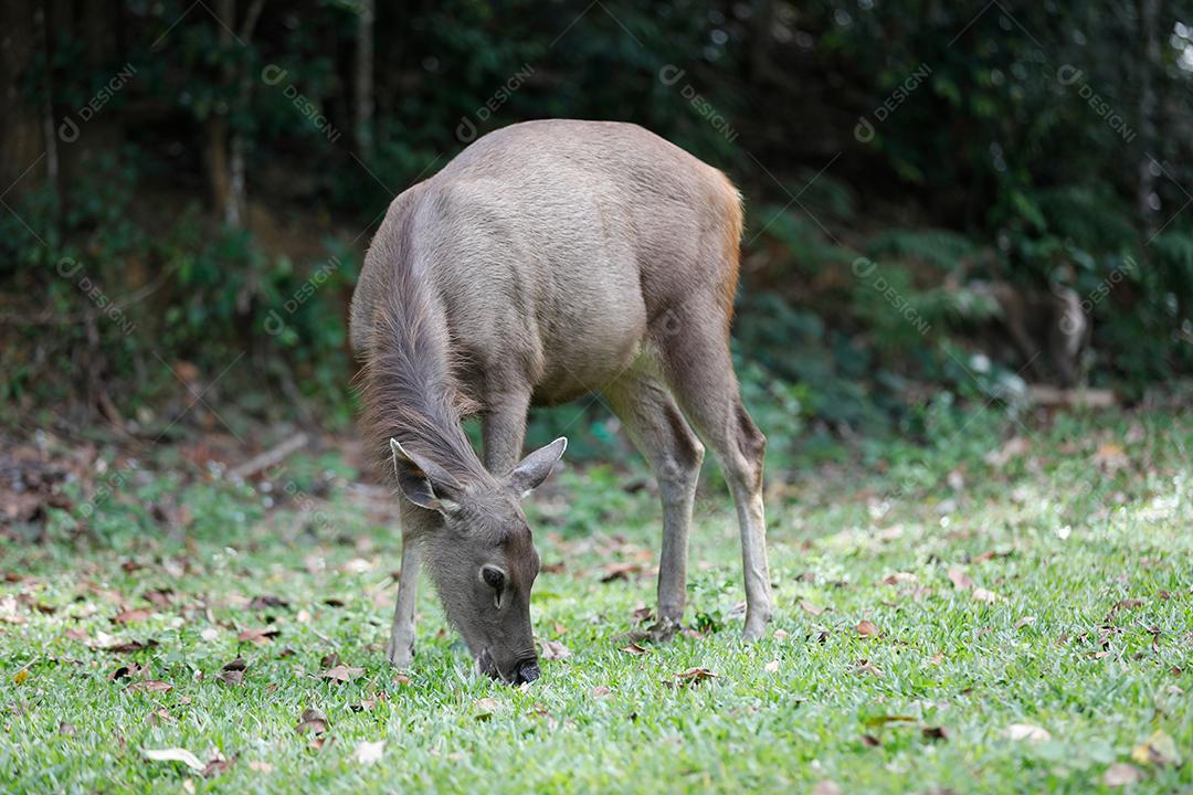 veado comendo grama na floresta