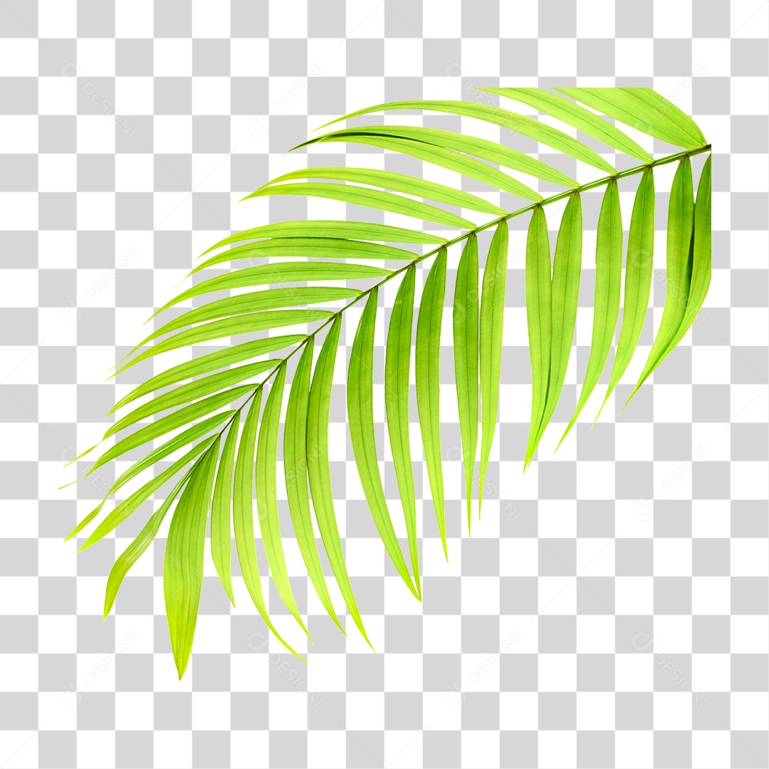 Folha de Palmeira Verde PNG Transparente