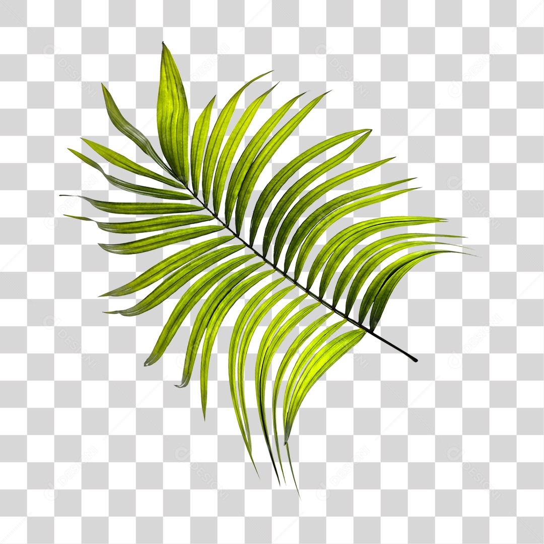 Folha de Palmeira Verde PNG Transparente