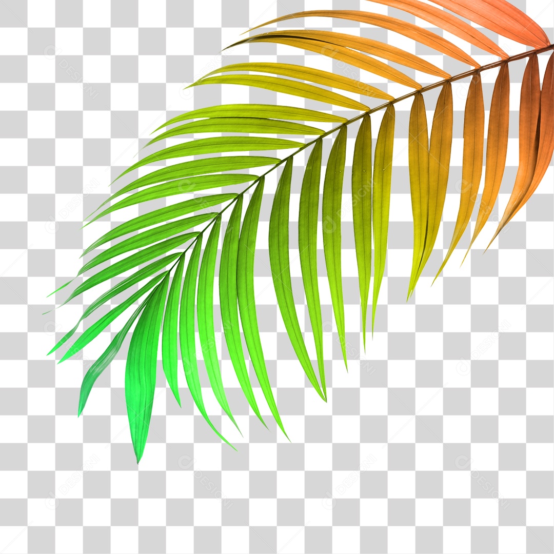 Folha de Palmeira Verde PNG Transparente