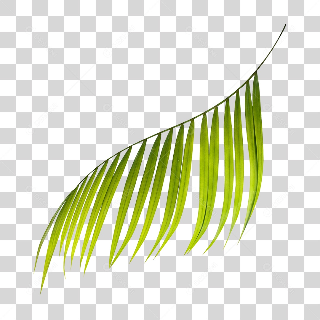 Folha de Palmeira Verde PNG Transparente
