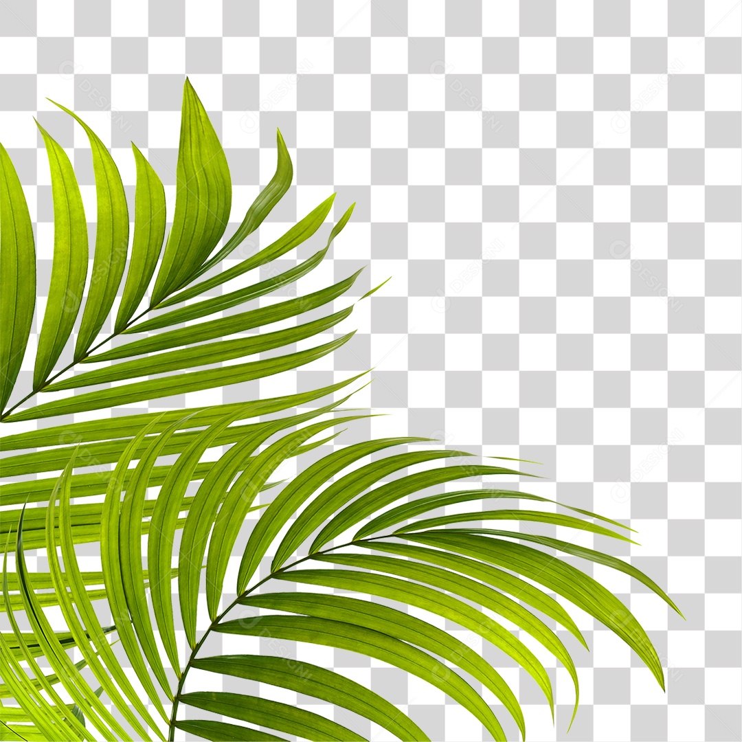 Folha de Palmeira Verde PNG Transparente