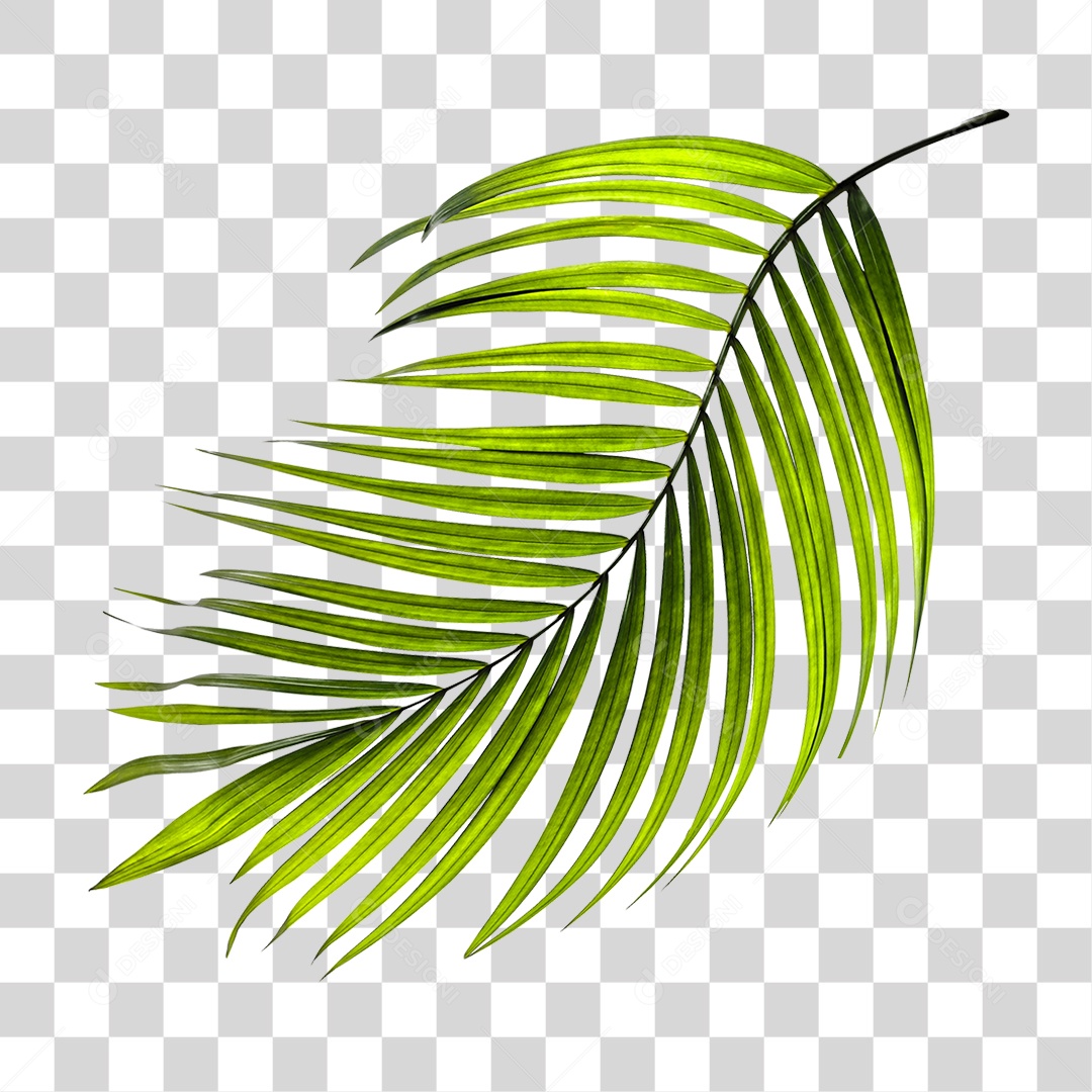 Folha de Palmeira Verde PNG Transparente