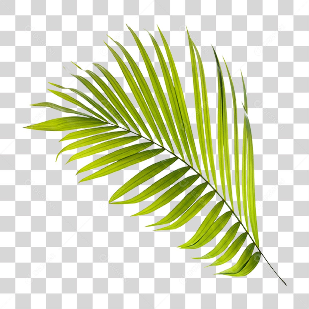 Folha de Palmeira Verde PNG Transparente