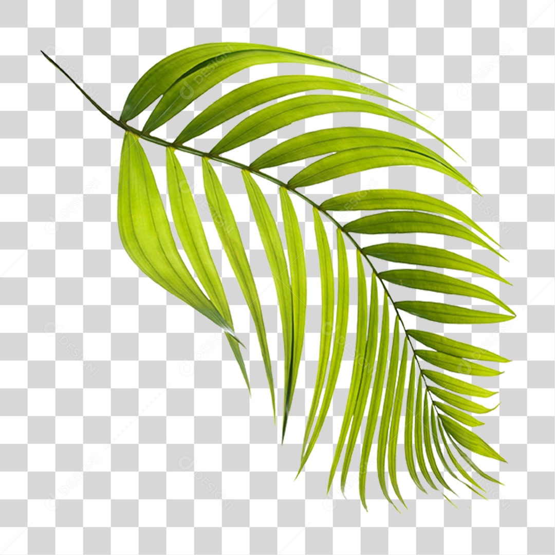 Folha de Palmeira Verde PNG Transparente