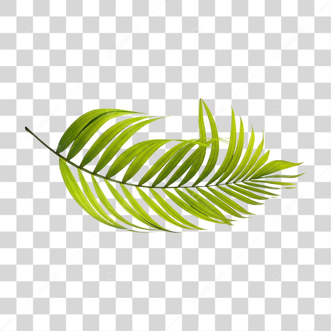 Folha de Palmeira Verde PNG Transparente