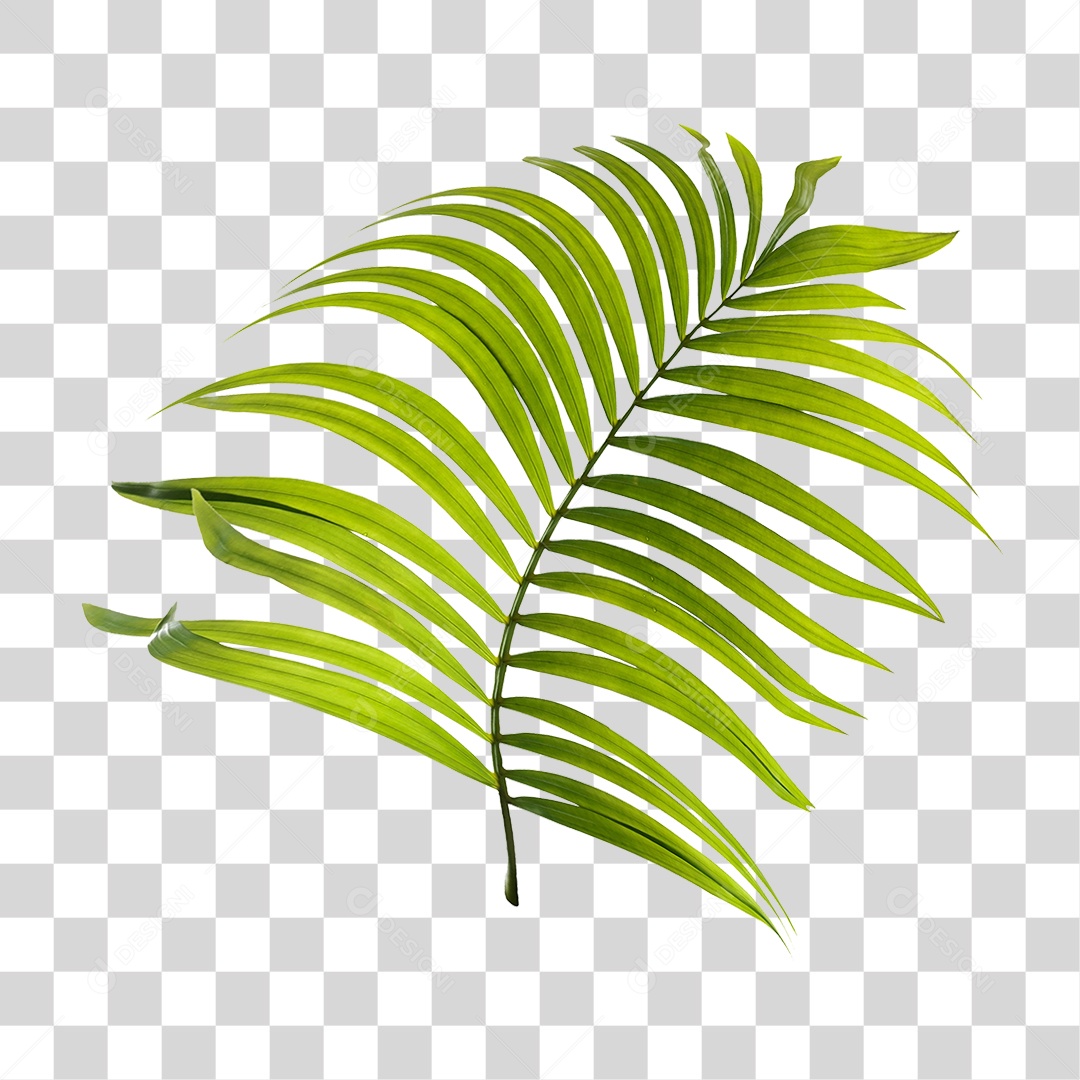 Folha de Palmeira Verde PNG Transparente