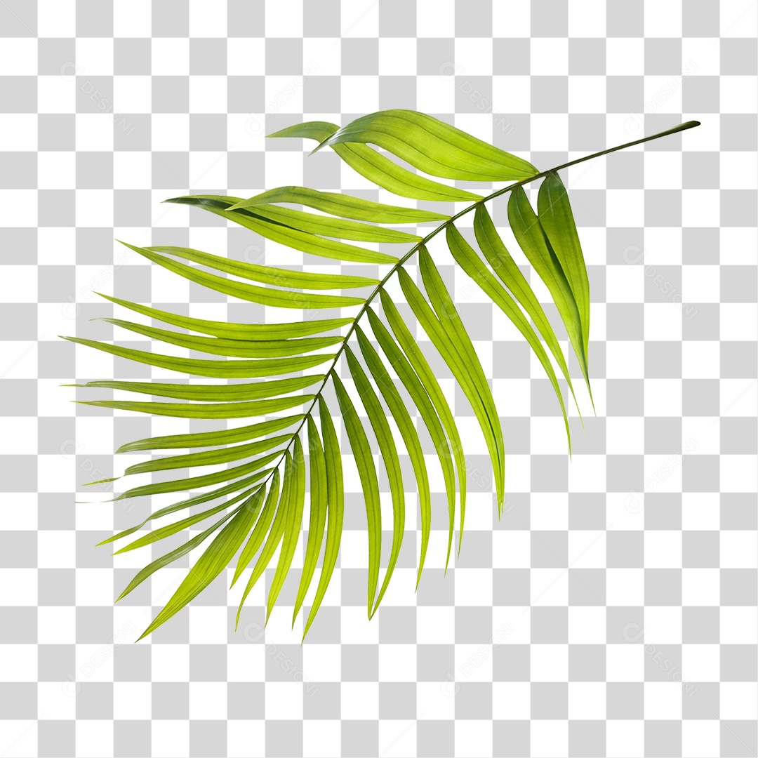 Folha de Palmeira Verde PNG Transparente