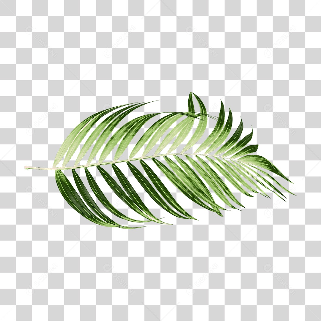 Folha de Palmeira Verde PNG Transparente