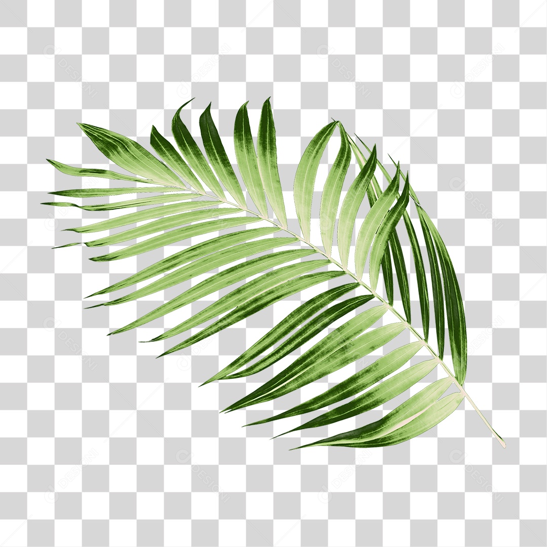 Folha de Palmeira Verde PNG Transparente