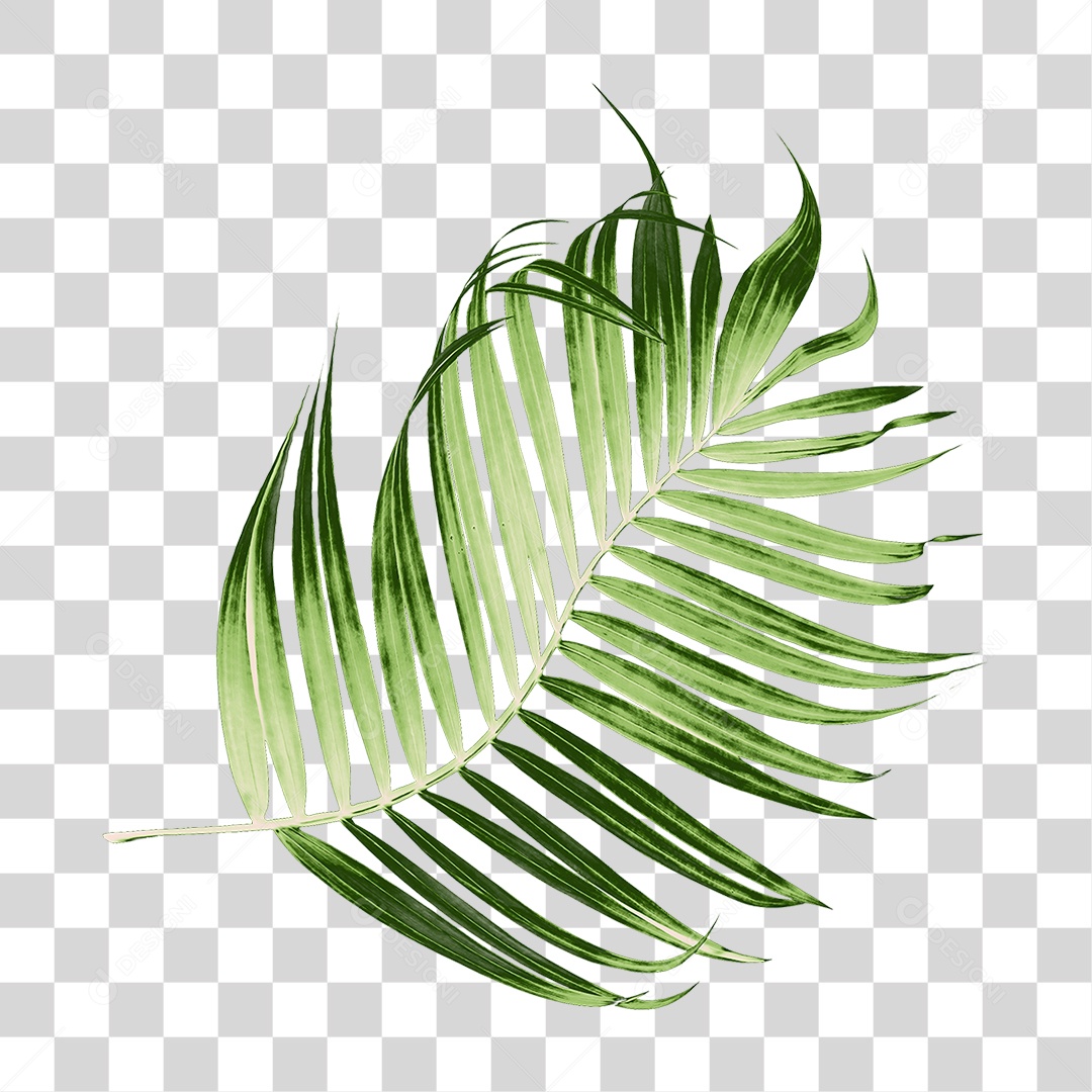 Folha de Palmeira Verde PNG Transparente
