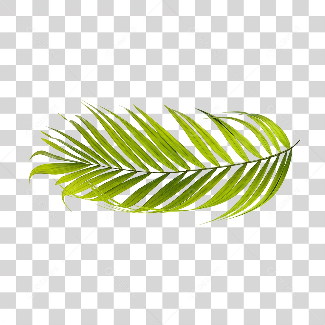 Folha de Palmeira Verde PNG Transparente