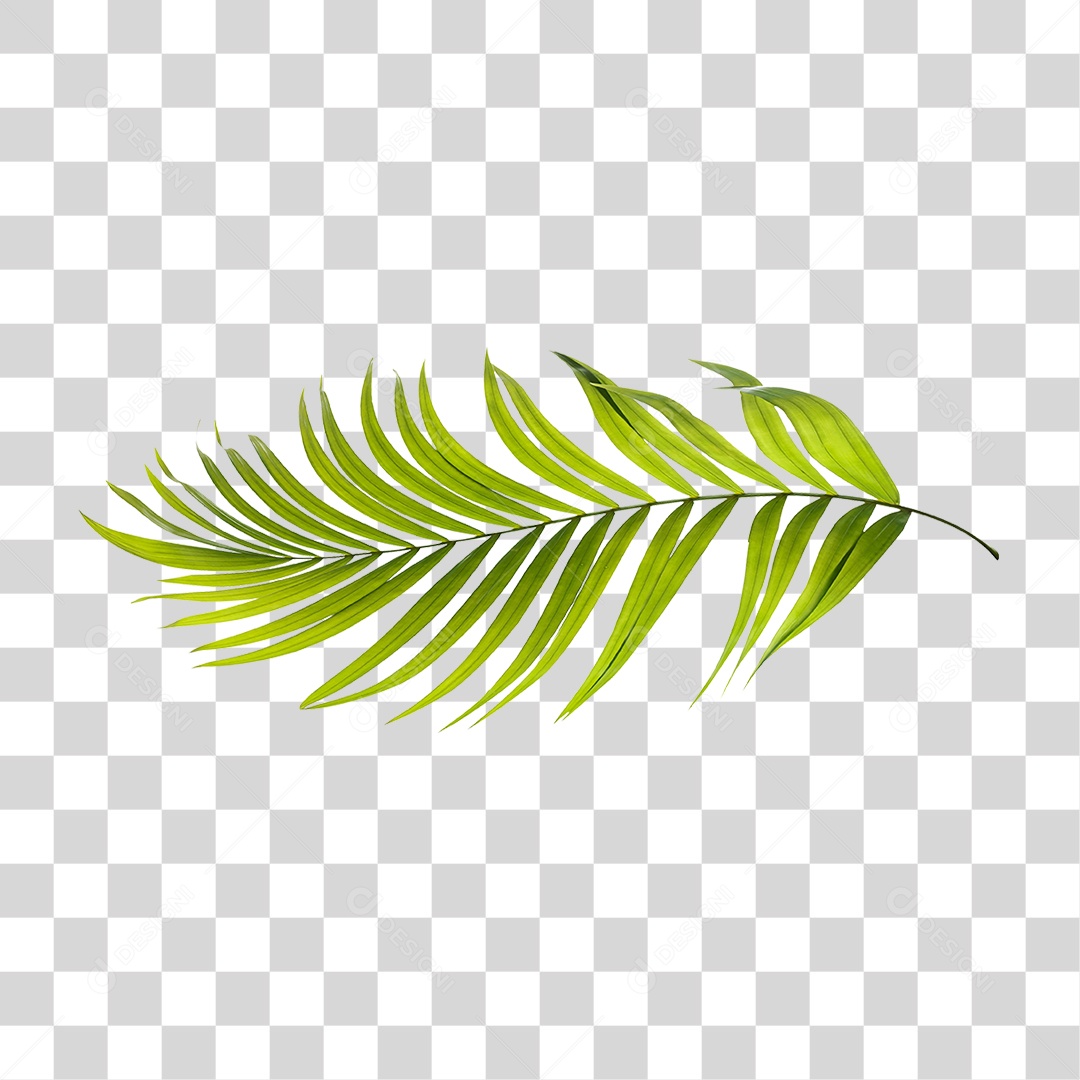 Folha de Palmeira Verde PNG Transparente