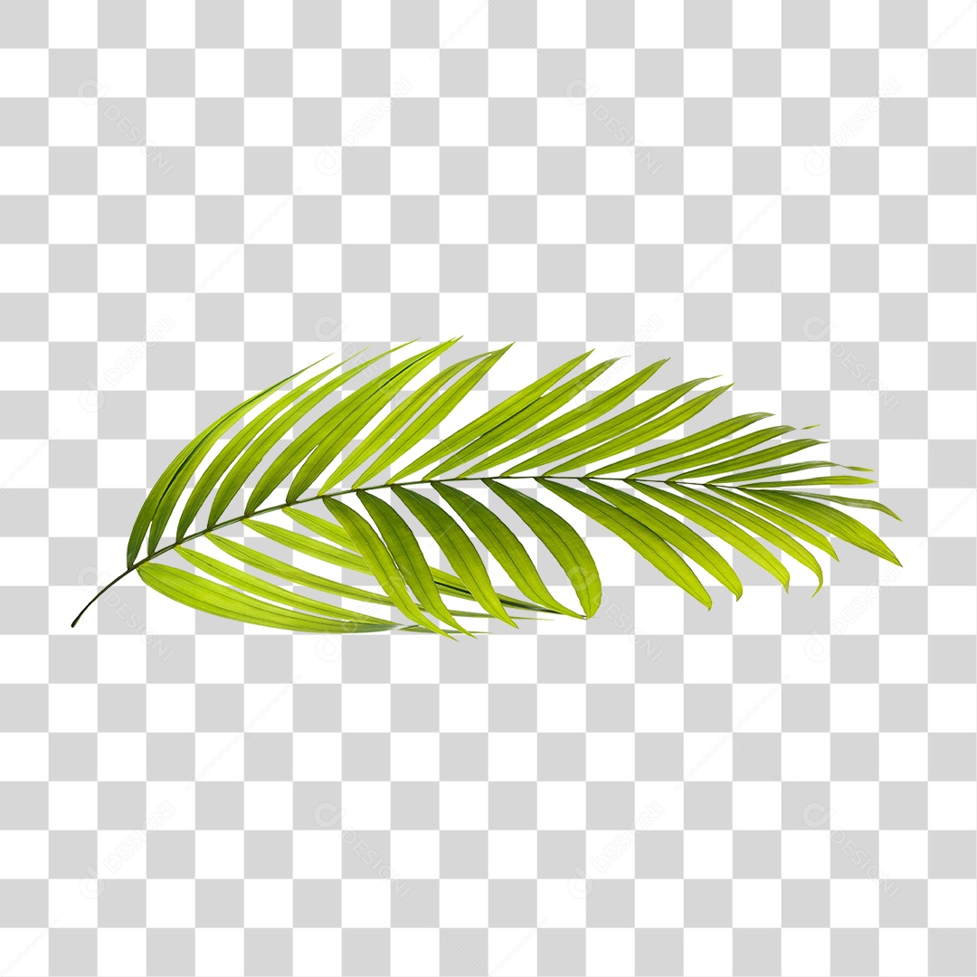 Folha de Palmeira Verde PNG Transparente