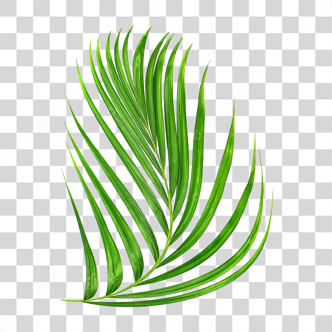 Folha de Palmeira Verde PNG Transparente