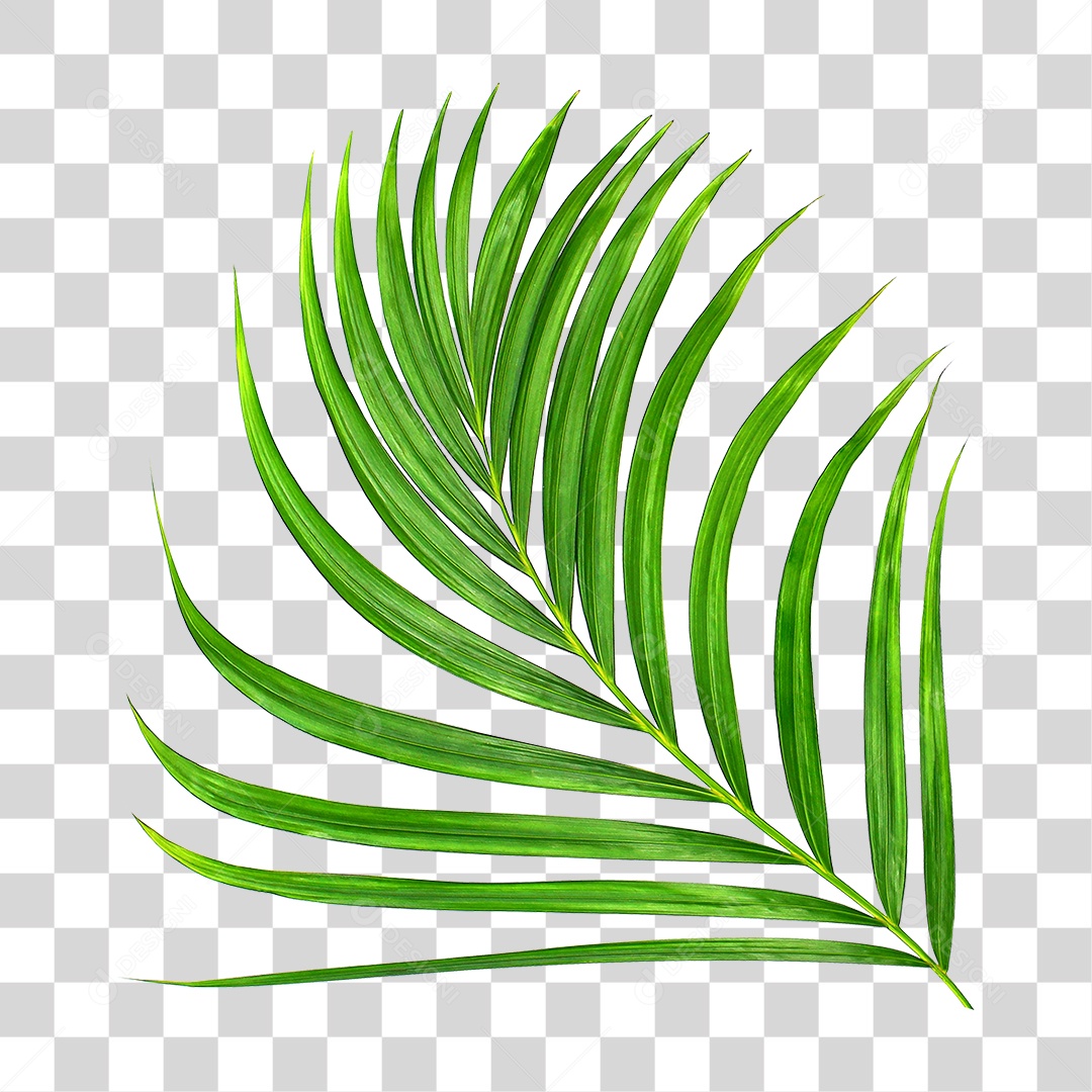 Folha de Palmeira Verde PNG Transparente