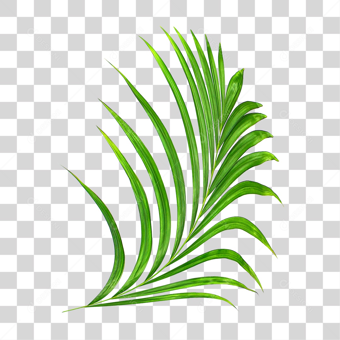 Folha de Palmeira Verde PNG Transparente