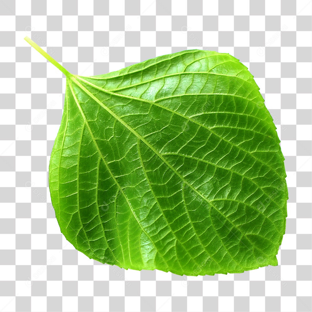 Folha Verde PNG Transparente
