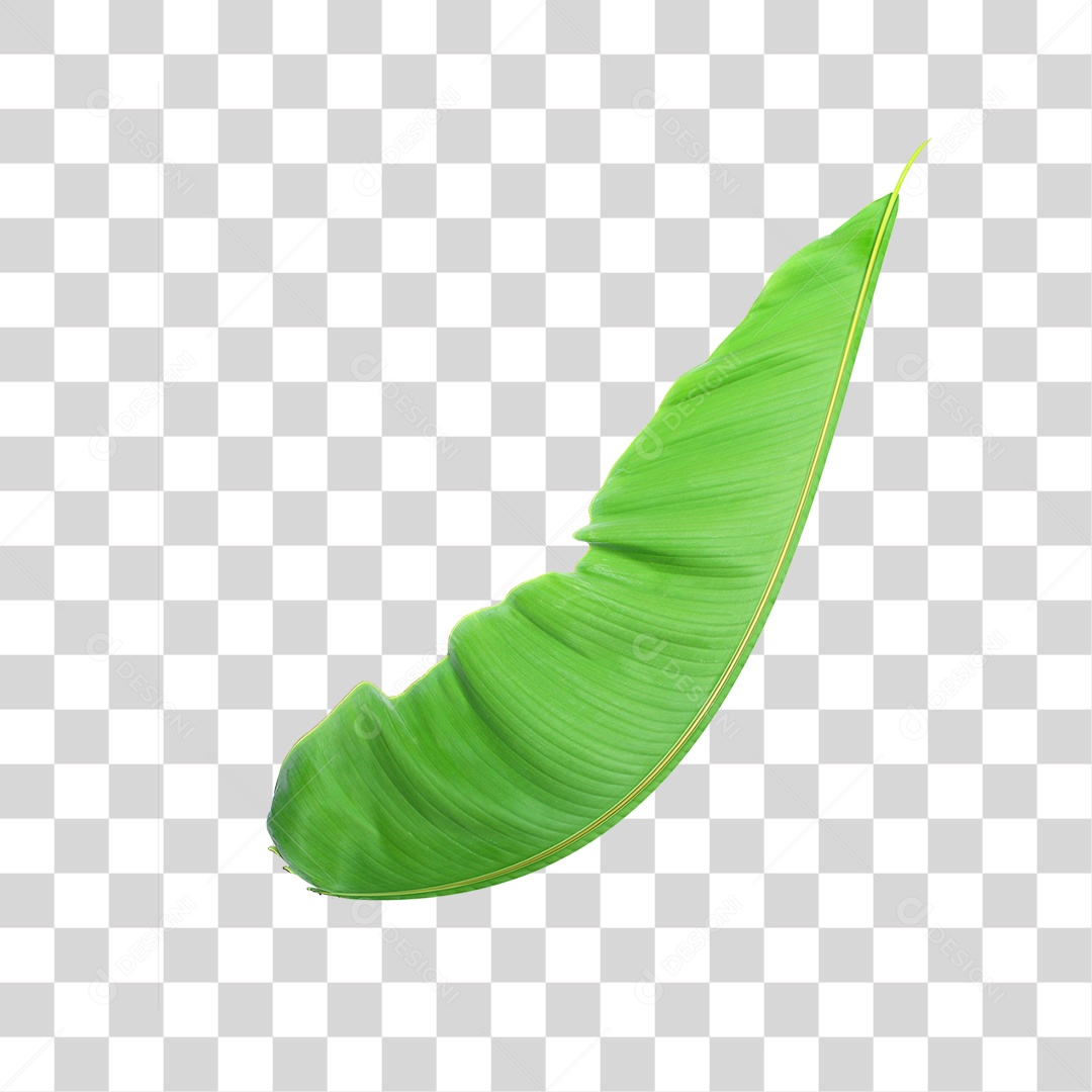 Folha de Bananeira PNG Transparente