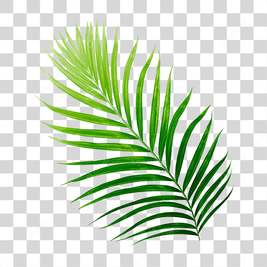 Folha de Palmeira Verde PNG Transparente