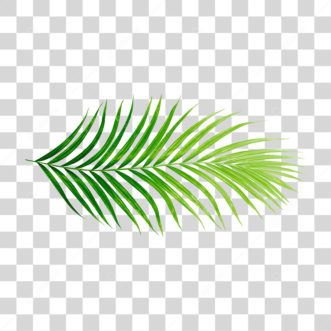 Folha de Palmeira Verde PNG Transparente
