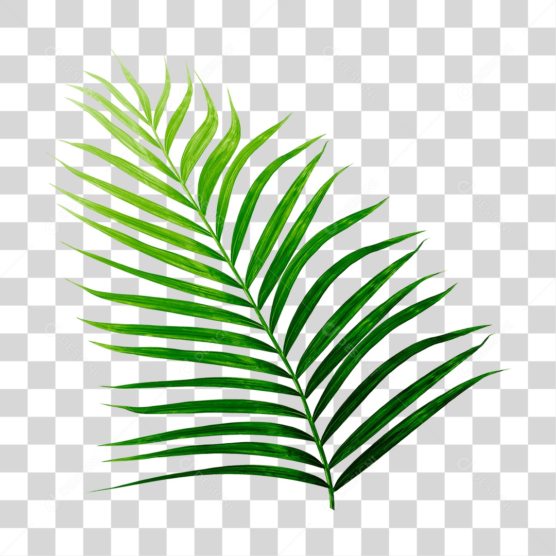 Folha de Palmeira Verde PNG Transparente