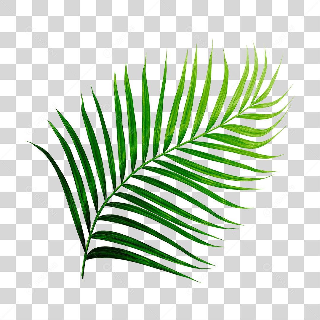 Folha de Palmeira Verde PNG Transparente
