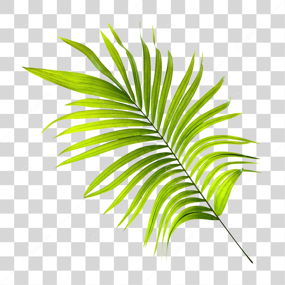 Folha de Palmeira Verde PNG Transparente