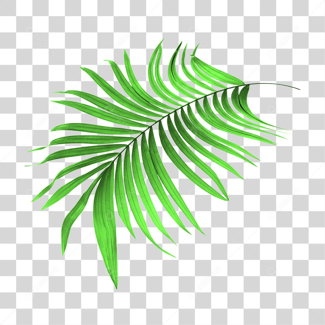 Folha de Palmeira Verde PNG Transparente