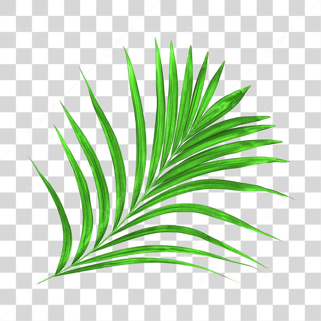 Folha de Palmeira Verde PNG Transparente