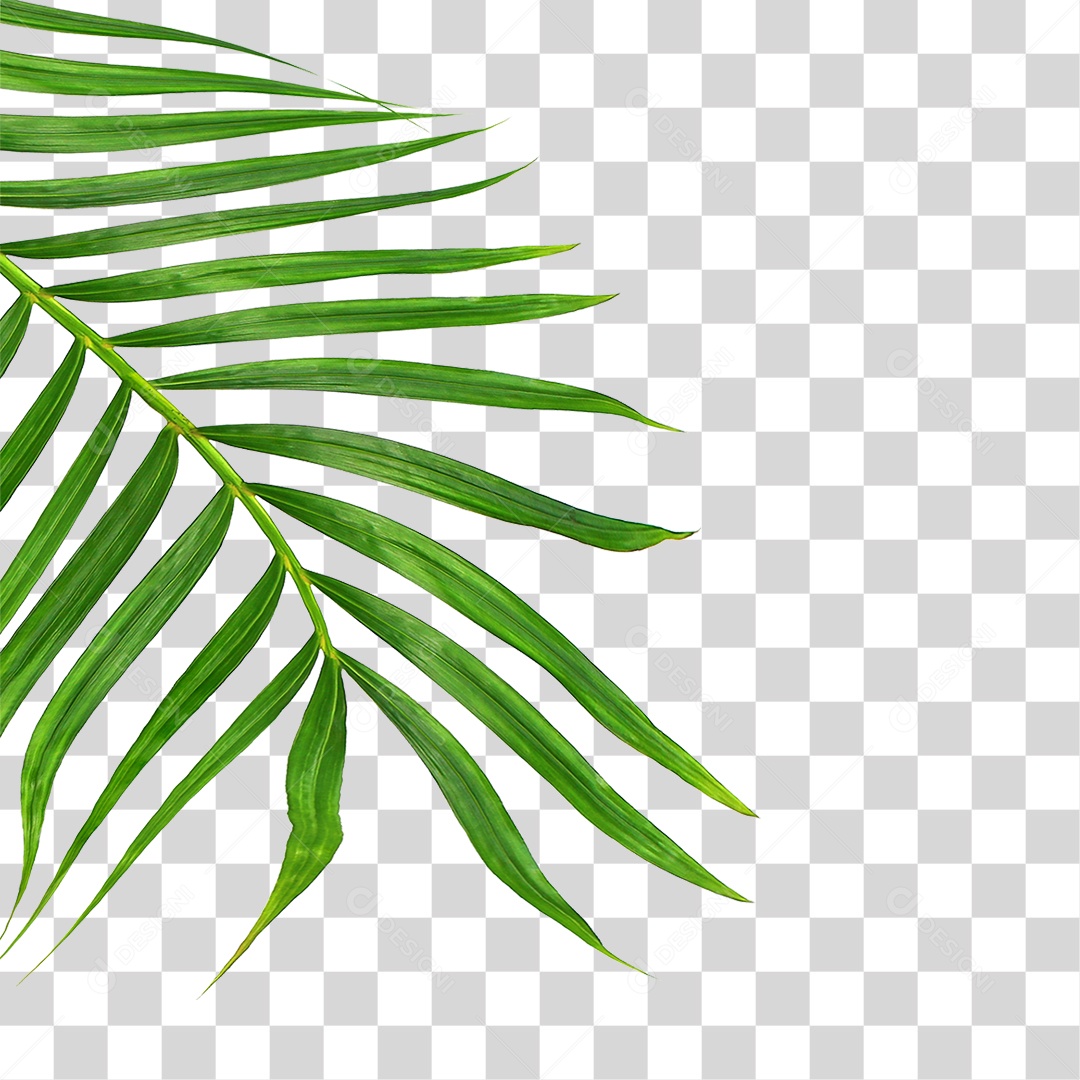 Folha de Palmeira Verde PNG Transparente