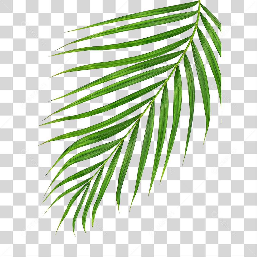 Folha de Palmeira Verde PNG Transparente