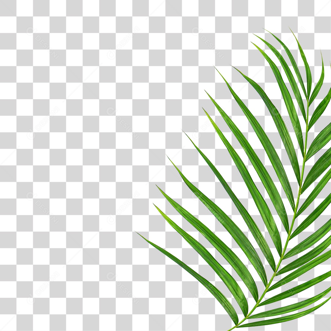 Folha de Palmeira Verde PNG Transparente