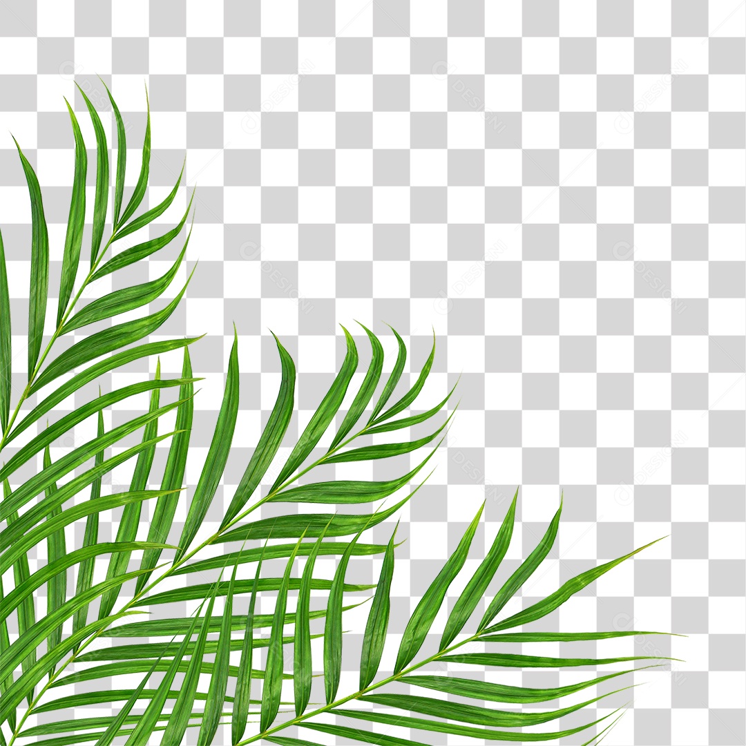 Folha de Palmeira Verde PNG Transparente