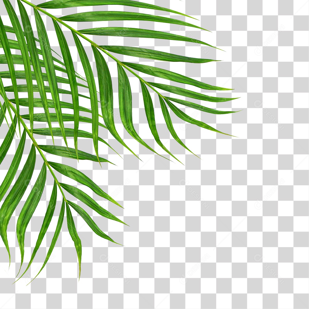 Folha de Palmeira Verde PNG Transparente