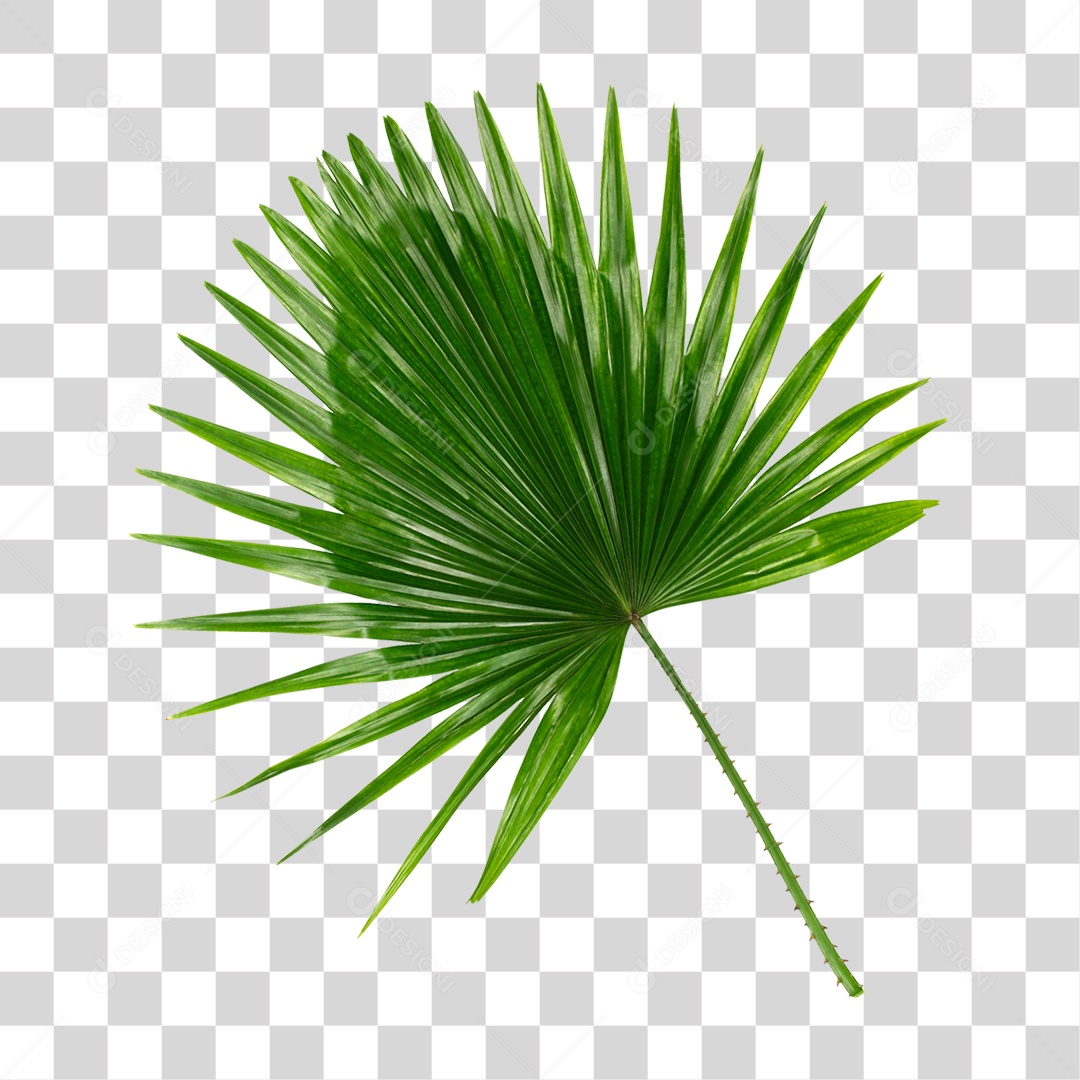 Folha de Palmeira Verde PNG Transparente