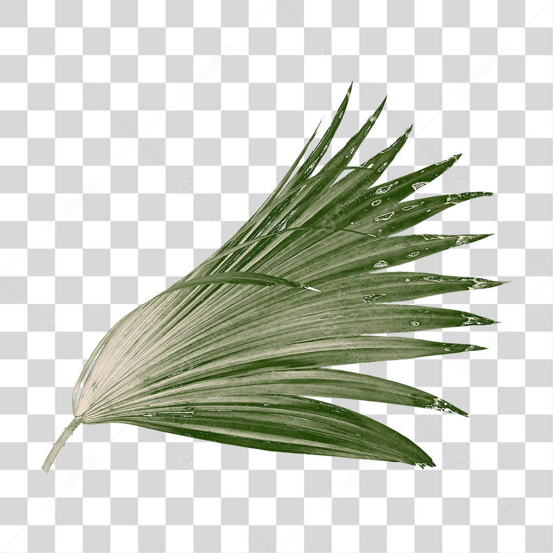 Folha de Palmeira Verde PNG Transparente
