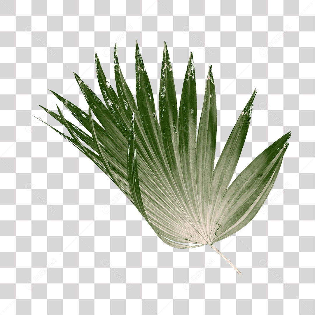 Folha de Palmeira Verde PNG Transparente